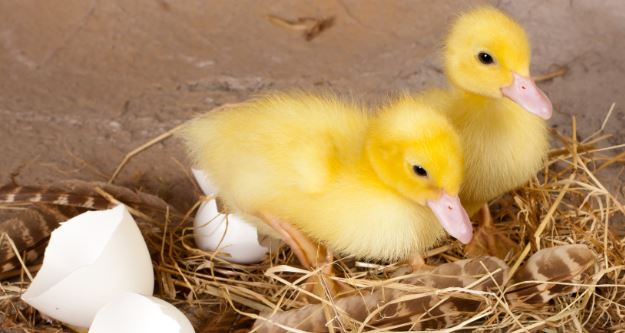 Watch our Ducks Hatch
